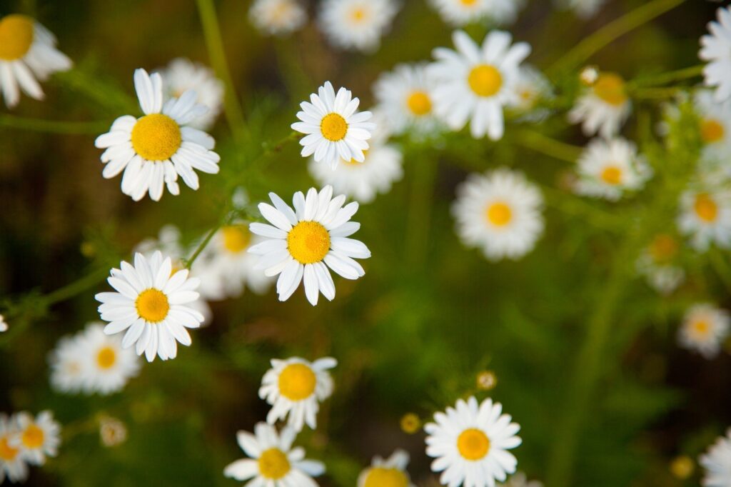 blossom, bright, camomile-84683.jpg