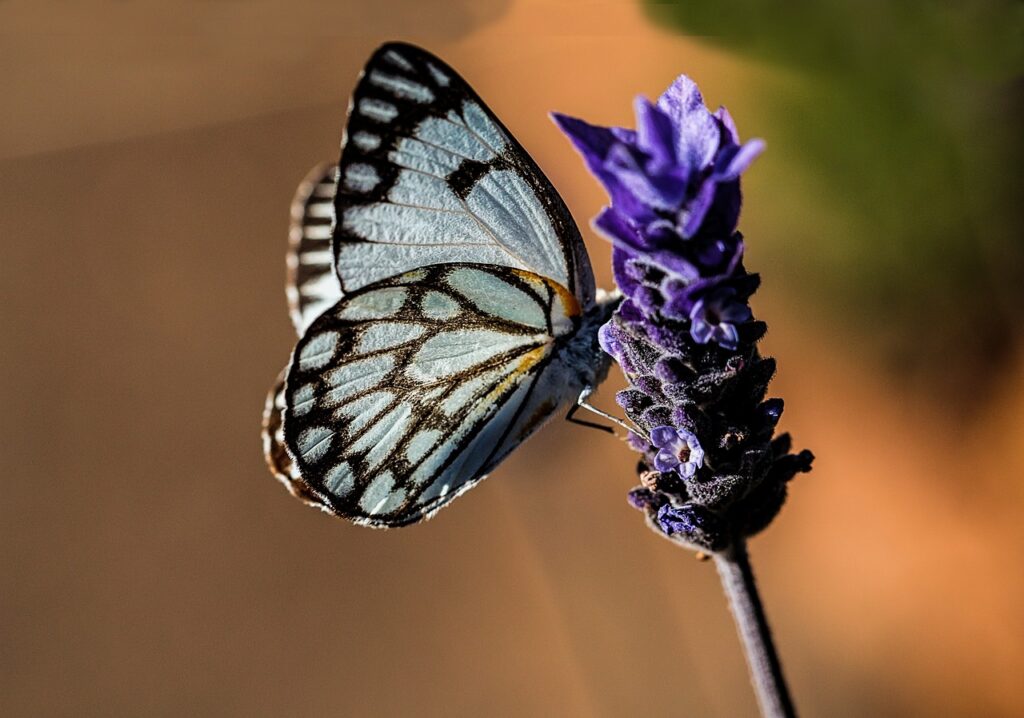 butterfly, blue, nature-374087.jpg