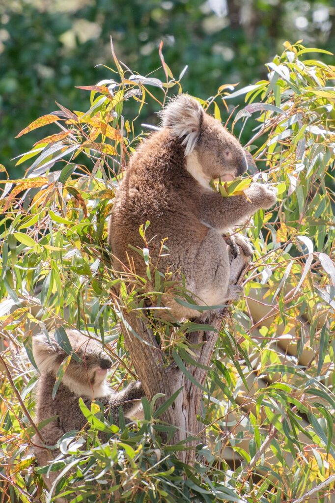 koala, marsupial, herbivore-4757208.jpg